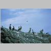 Staffa-birds1-sc.jpg