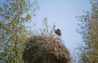 stork-052.jpg
