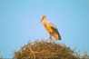 stork-079.jpg